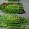 sat w-album larva4 volg2